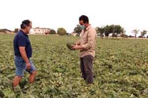 CENCIBEL melón syngenta