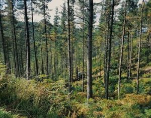 Central forestal smurfit kappa