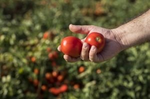 BASF NUNHEMS TOMATE INDUSTRIA NUN00296