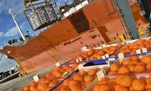 Importación naranjas foto unió llauradors