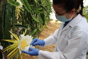 Invernadero Pitahaya Tecnova