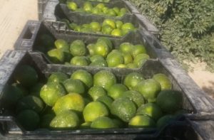Satsumas