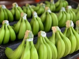 banana-production