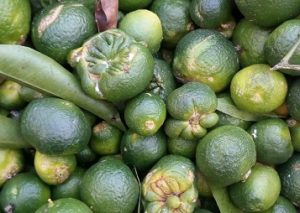 citricos desperdicio alimentario