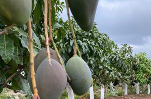 procam mangos-ecologicos