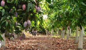trops CULTIVO MANGO