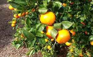 MANDARINA carrefour