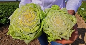 Lechuga Solid Ribs syngenta