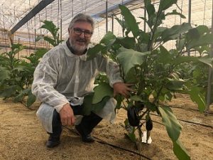 alberto domingo rijk zwaan berenjena kesia rz cleanleaf