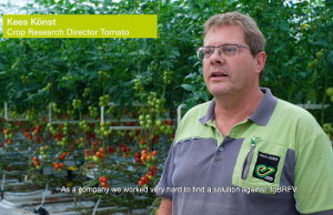 enza koes konst virus rugoso tomate