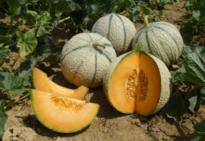 melón basf nunhems_ASL