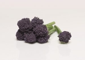 redi bejo_purple_sprouting_059