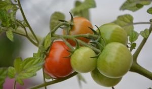 tomate-cherry-rama
