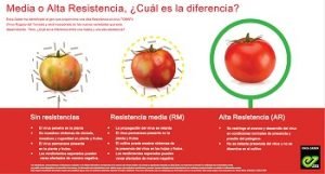 enza tomate virus rugoso_slide