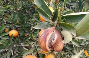 rajado mandarina citricos asaja almeria