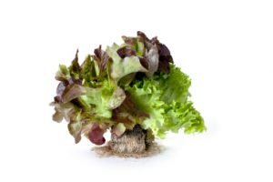 salanova