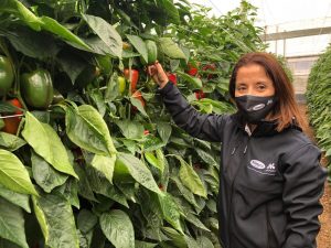 vilmorin pimiento nyostar isabel rodriguez