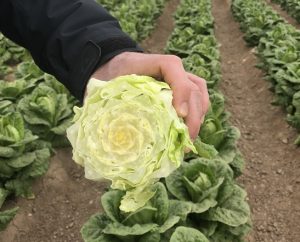 syngenta solid ribs concepto lechuga