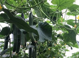 Pepino Huracán RZ rijk zwaan invernadero
