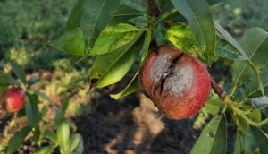 ava asaja lluvia daños fruta hueso abril