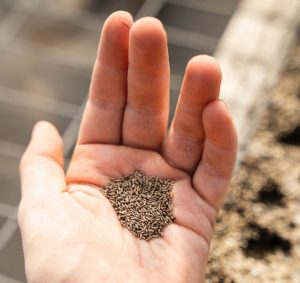 liveseed semillas ecológicas