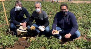 Amandine