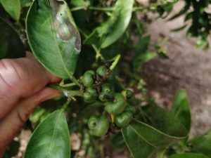 cotonet
