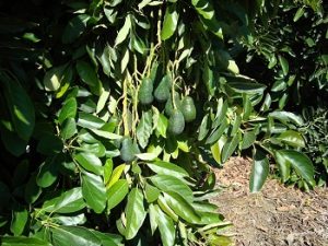 aguacate ava asaja