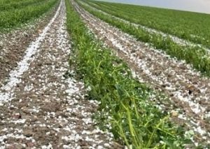 granizo extremadura foto upa uce