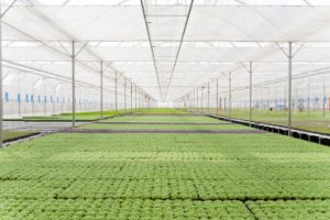 Saliplant