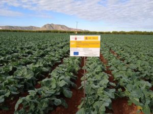agromediterranea
