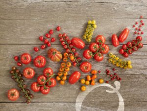 BelOrta tomatoes