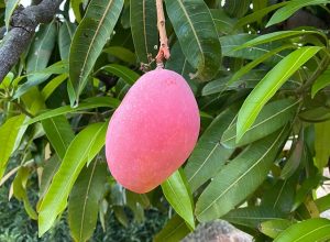 PROCAM mango