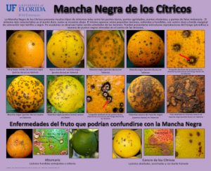 mancha negra