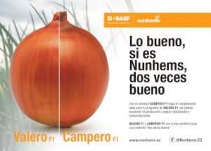 Cebolla Campero - BASF