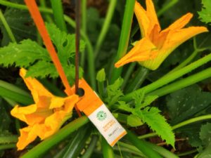 KOPPERT-CALABACIN-BIOCONTROL