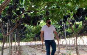 uvas doce Alfredo