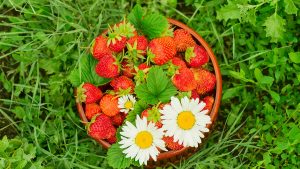 plantar-fresas-casa