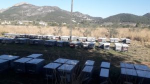 colmenas en zona citrícola