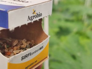 AGROBIO Suelta de SIRFIcontrol en invernadero