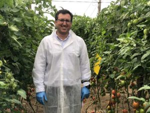 Syngenta tomate pera Isiaki