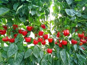pimiento voltio semillas fito