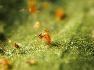 KOPPERT Phytoseiulus persimilis