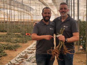 VILMORIN MIKADO PORTAINJERTOS TOMATE FULLPRO F1