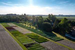 Rijk Zwaan open field demo