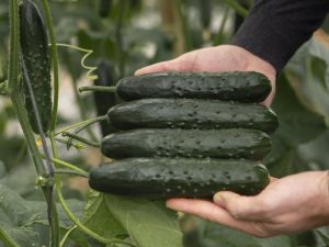 nunhems pepino shantelle