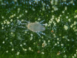 Biobest Pronematus ubiquitus adult