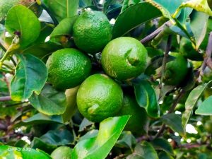Limones_Vega_Baja verna