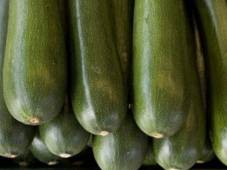 calabacín foto asaja