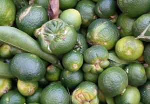 citricos sin fitos